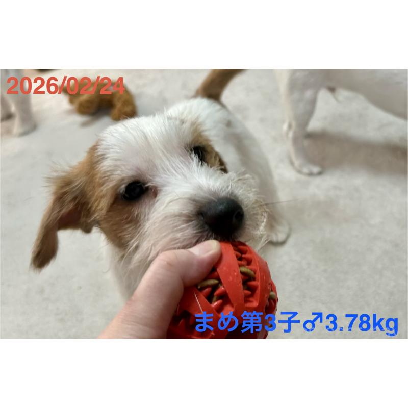 販売中の岡山県のジャックラッセルテリア-432750の6枚目