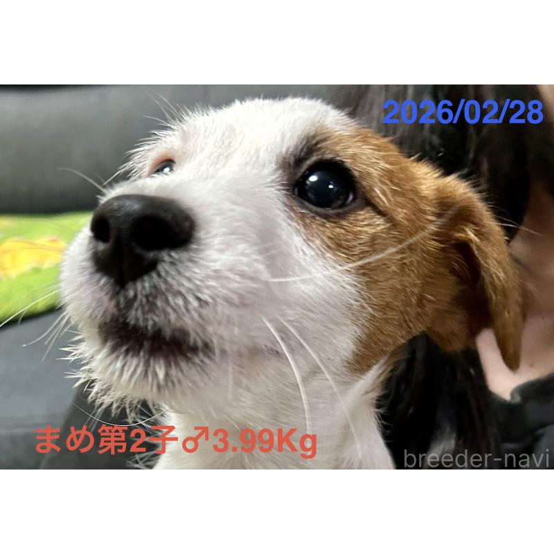 販売中の岡山県のジャックラッセルテリア-432751の9枚目