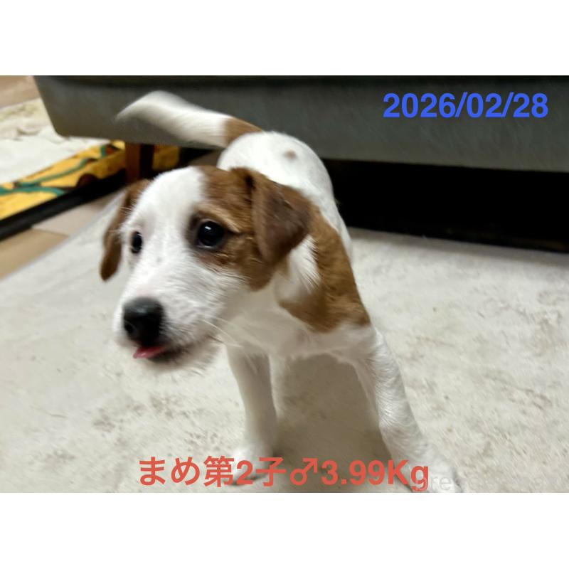 販売中の岡山県のジャックラッセルテリア-432751の8枚目