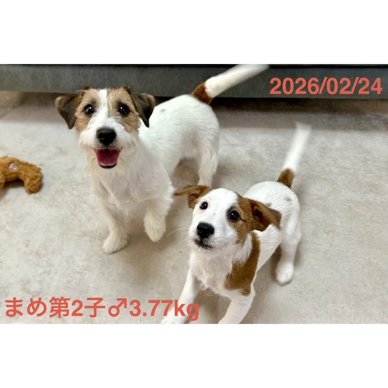 販売中の岡山県のジャックラッセルテリア-432751の6枚目