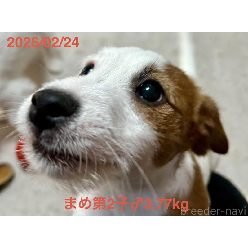 販売中の岡山県のジャックラッセルテリア-432751の5枚目