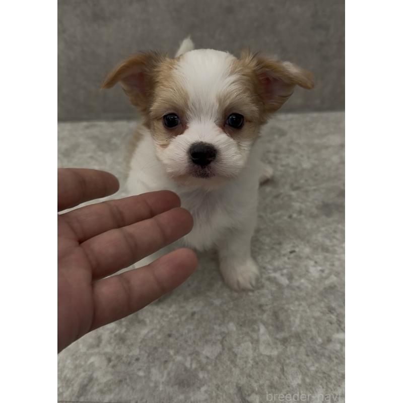 販売中の福岡県のチワマル:チワワ×マルチーズ-446139の13枚目