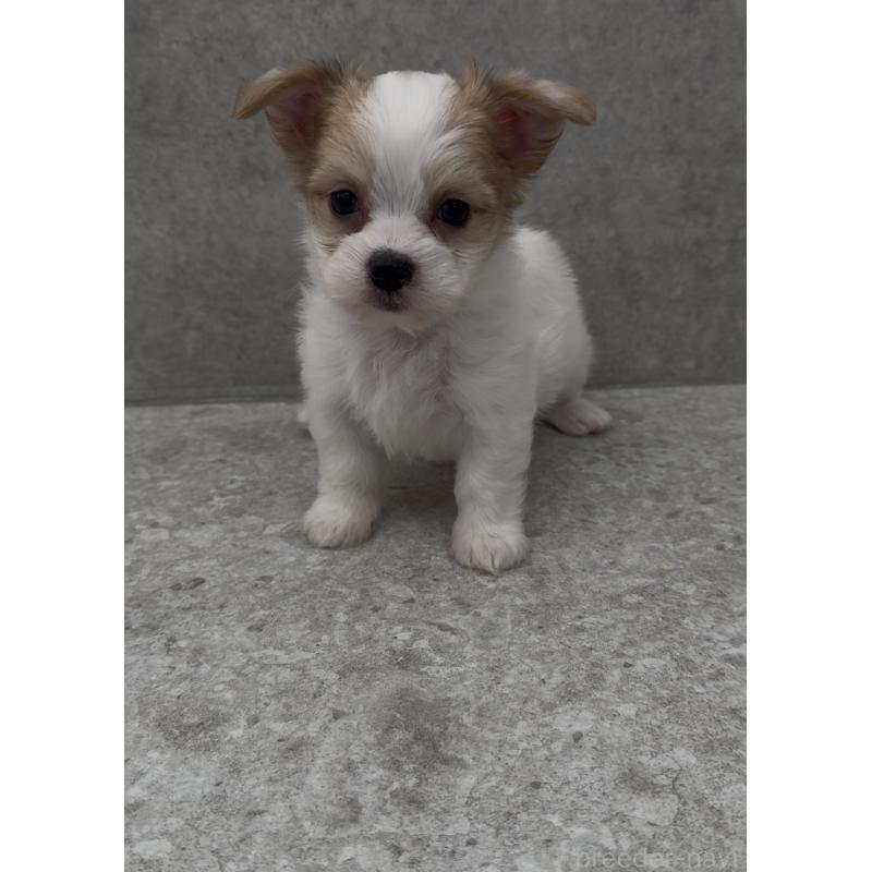 販売中の福岡県のチワマル:チワワ×マルチーズ-446139の11枚目