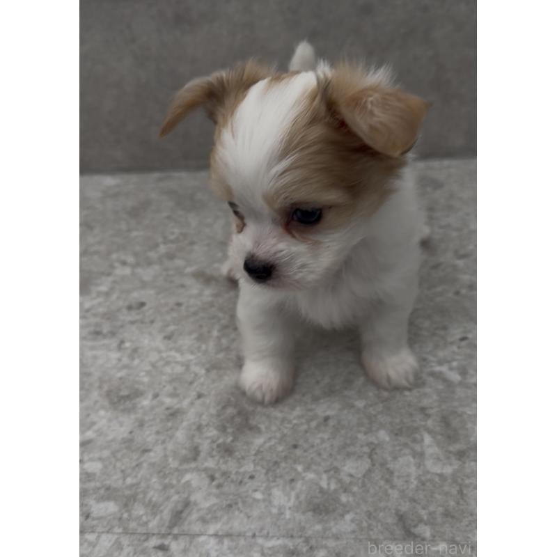 販売中の福岡県のチワマル:チワワ×マルチーズ-446139の10枚目