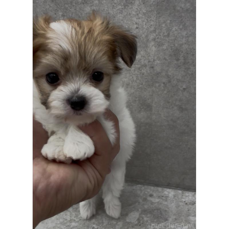 商談中の福岡県のチワマル:チワワ×マルチーズ-446142の3枚目