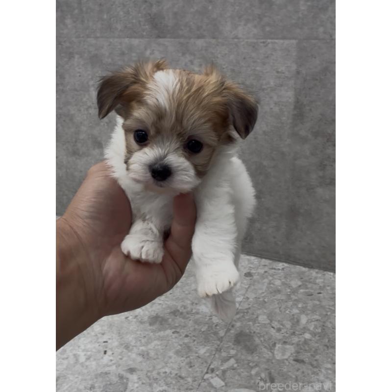 商談中の福岡県のチワマル:チワワ×マルチーズ-446142の2枚目