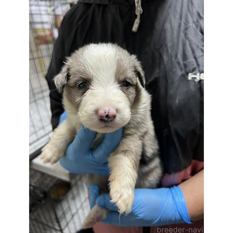 成約済の福岡県のボーダーコリー-445032の2枚目