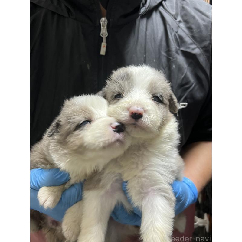 成約済の福岡県のボーダーコリー-445031の2枚目