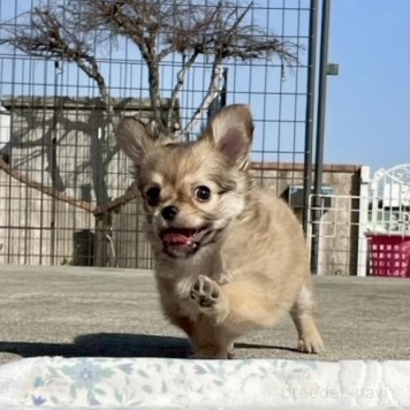 成約済の徳島県のチワワ(ロングコート)-444963の5枚目
