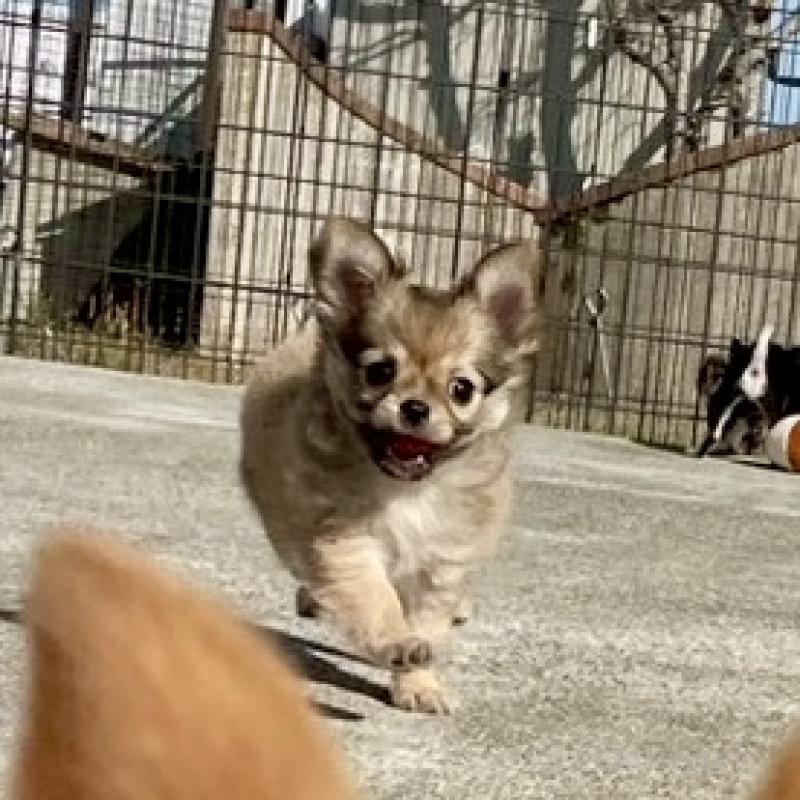 成約済の徳島県のチワワ(ロングコート)-444963の4枚目