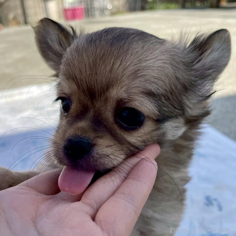 成約済の徳島県のチワワ(ロングコート)-444963の2枚目