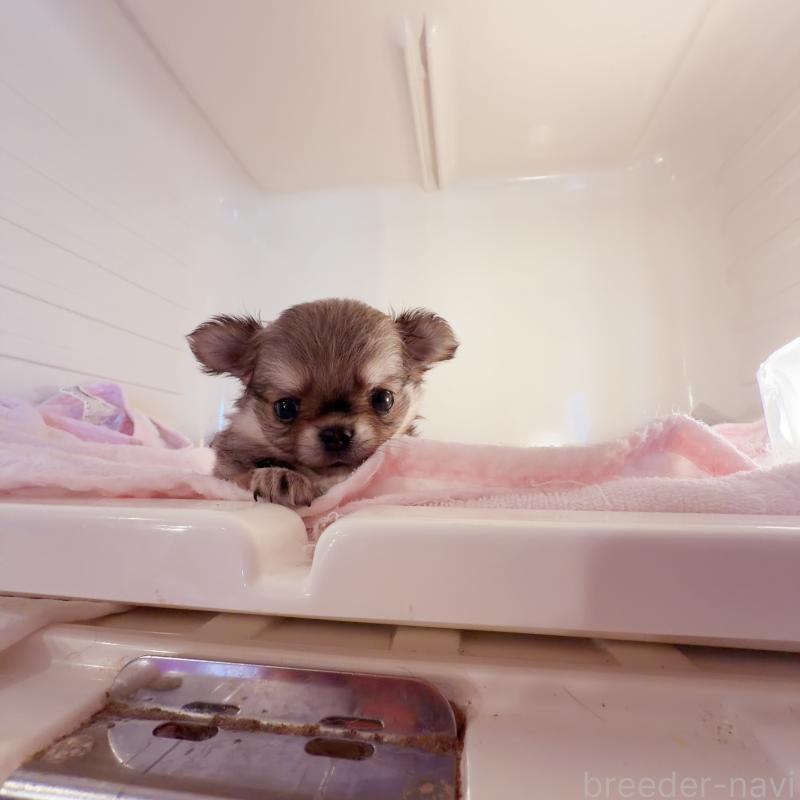 販売中の香川県のチワワ(ロングコート)-448625の6枚目