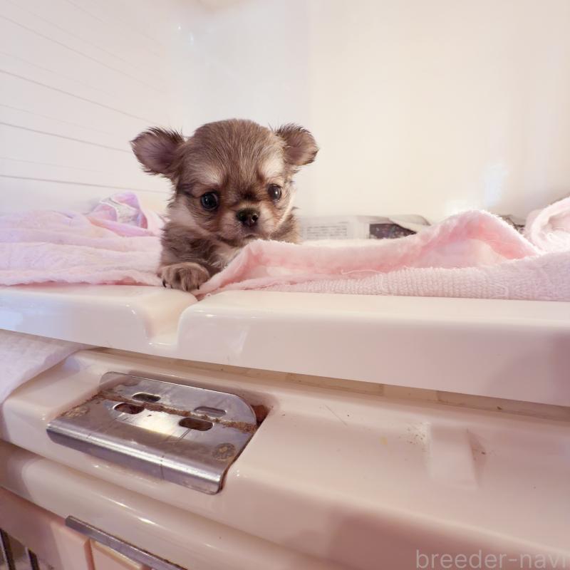 販売中の香川県のチワワ(ロングコート)-448625の5枚目