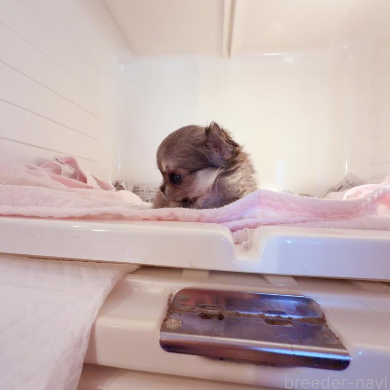 販売中の香川県のチワワ(ロングコート)-448625の4枚目