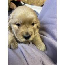 ♀︎ゴールデンレトリーバー