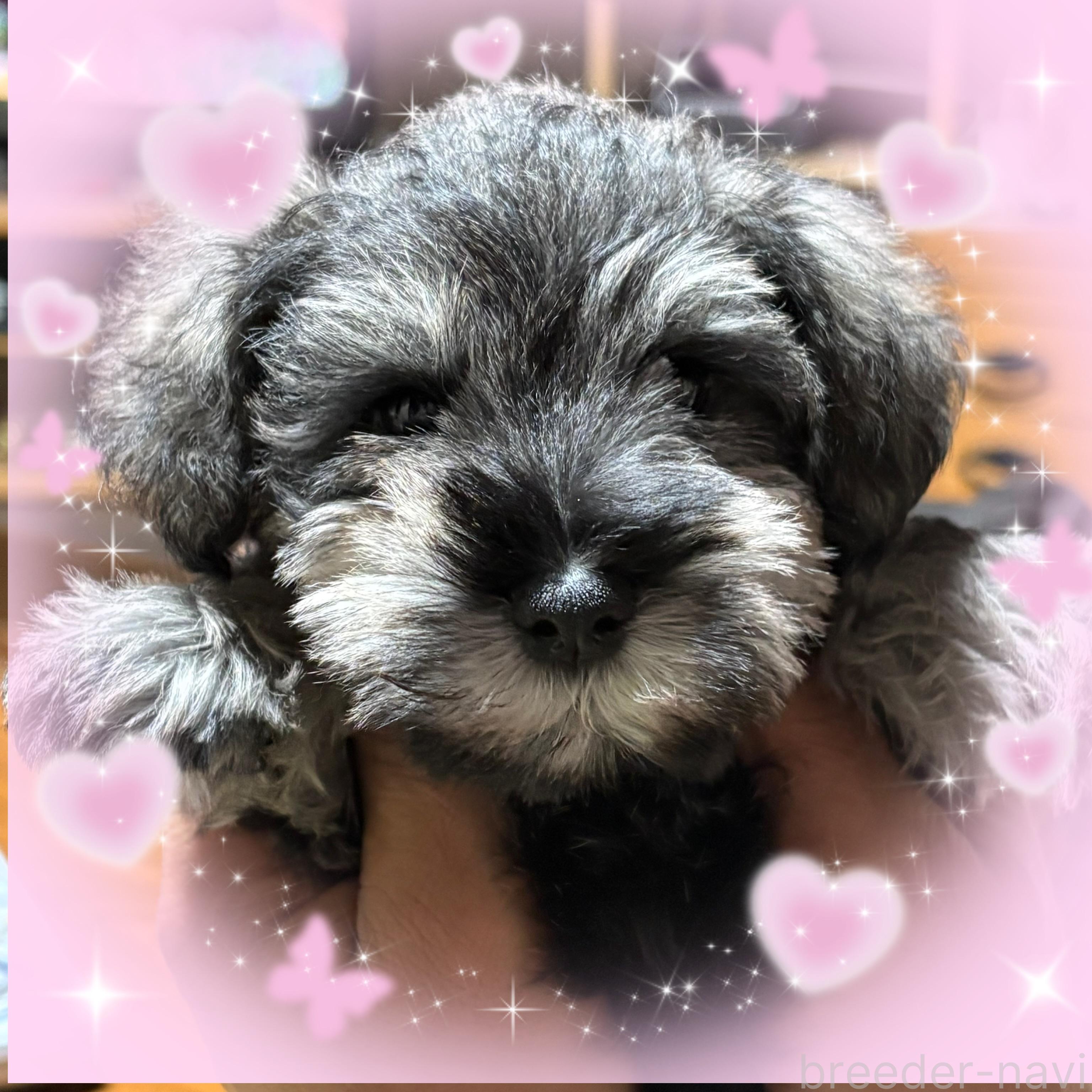 河野ブリーダー