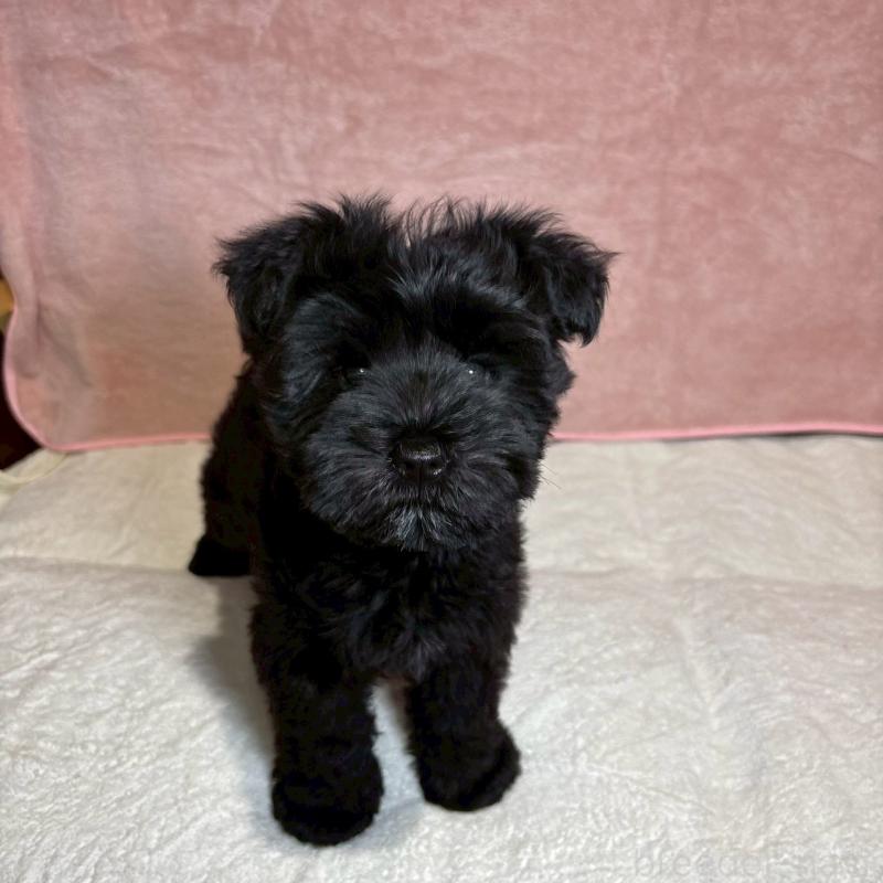 成約済の大阪府のミニチュアシュナウザー-441491の12枚目