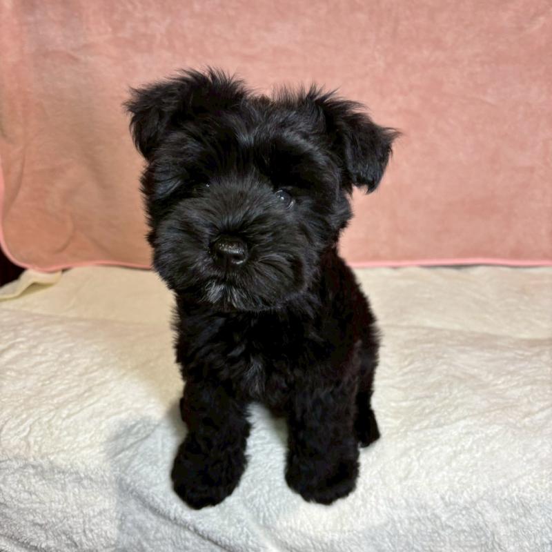 成約済の大阪府のミニチュアシュナウザー-441491の11枚目