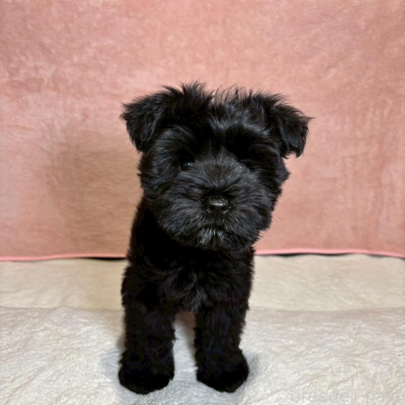 成約済の大阪府のミニチュアシュナウザー-441491の10枚目