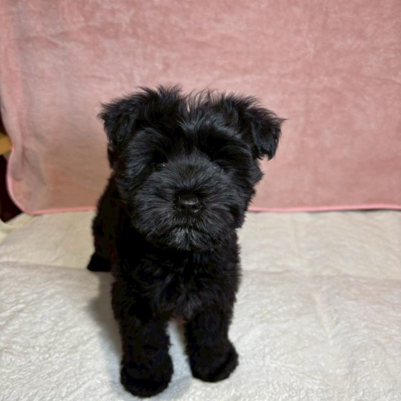 成約済の大阪府のミニチュアシュナウザー-441491の9枚目