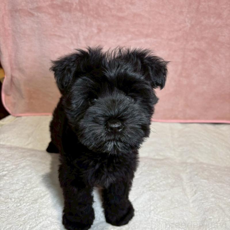 成約済の大阪府のミニチュアシュナウザー-441491の8枚目