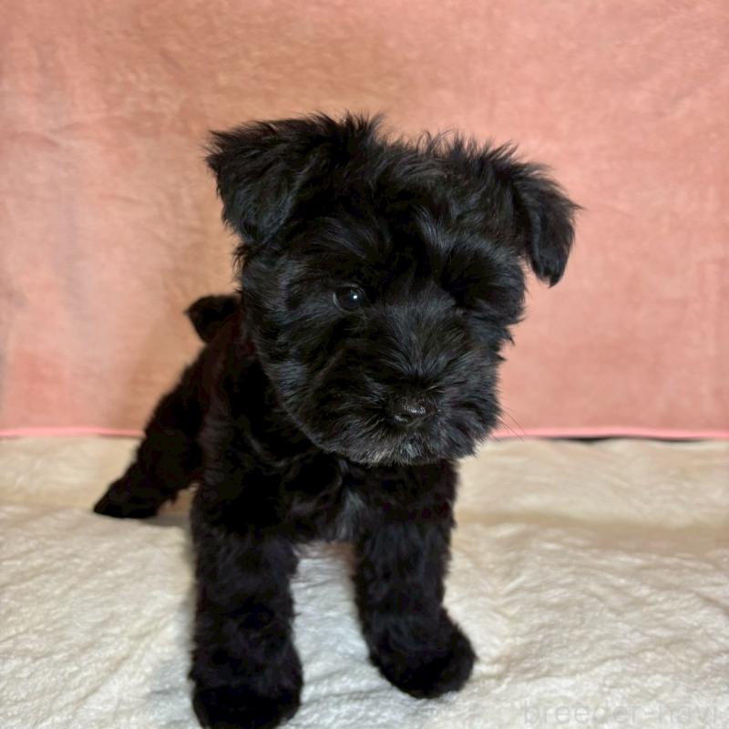 成約済の大阪府のミニチュアシュナウザー-441491の7枚目