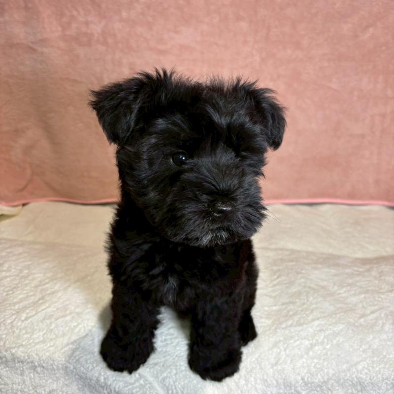 成約済の大阪府のミニチュアシュナウザー-441491の6枚目