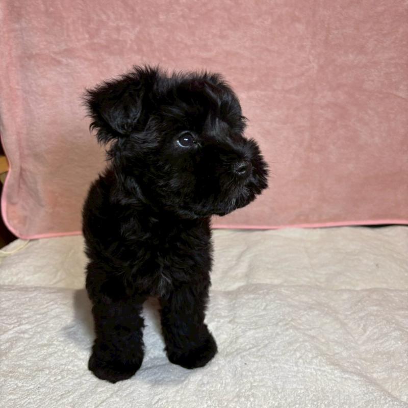 成約済の大阪府のミニチュアシュナウザー-441491の5枚目