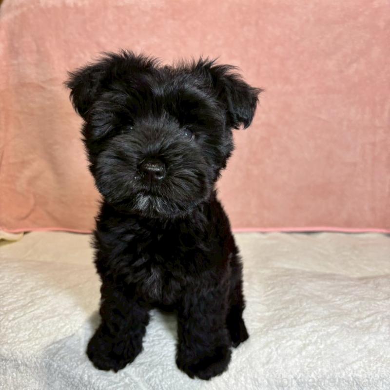 成約済の大阪府のミニチュアシュナウザー-441491の4枚目