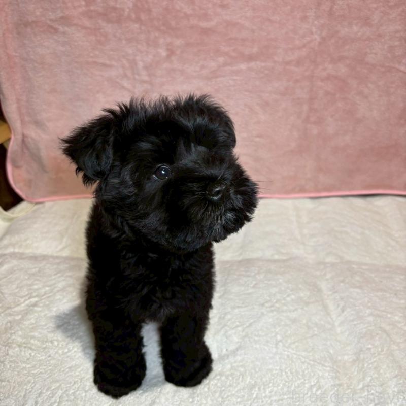 成約済の大阪府のミニチュアシュナウザー-441491の3枚目