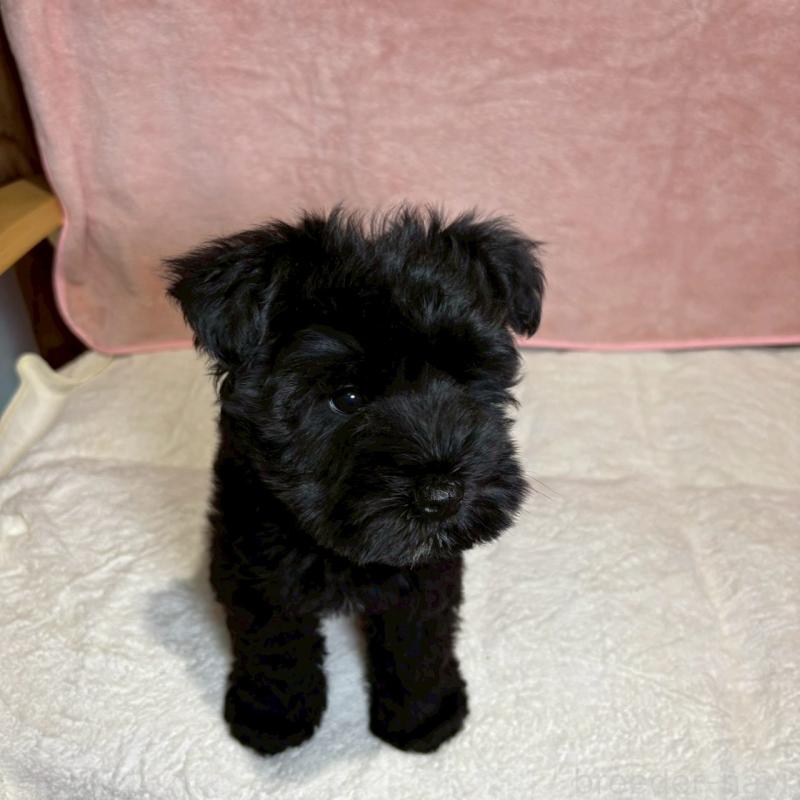 成約済の大阪府のミニチュアシュナウザー-441491の2枚目