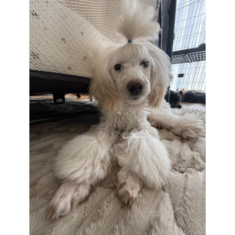 販売中の高知県のトイプードル-417051の3枚目