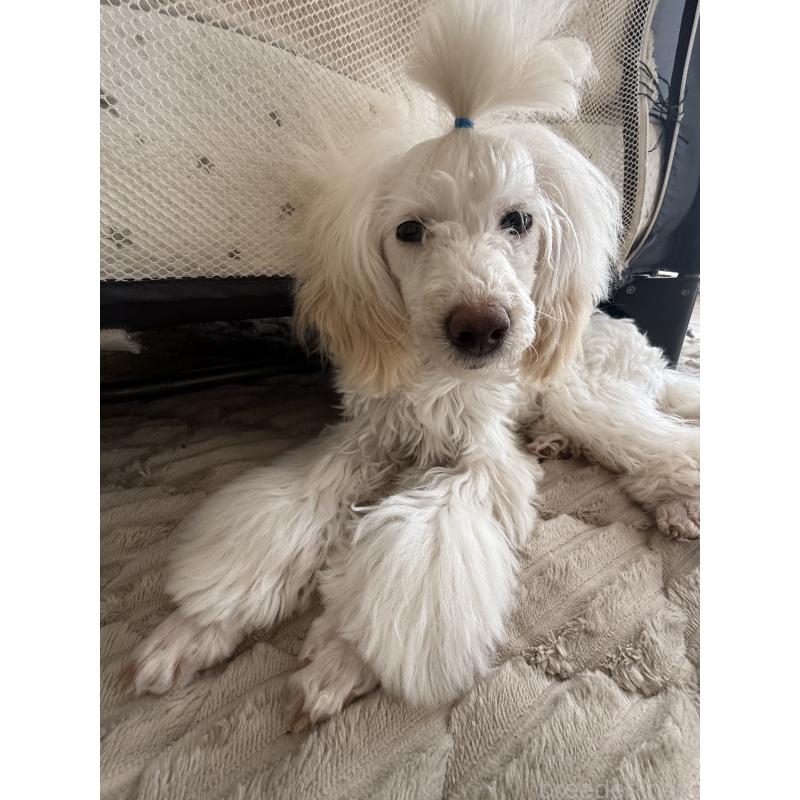 販売中の高知県のトイプードル-417051の2枚目