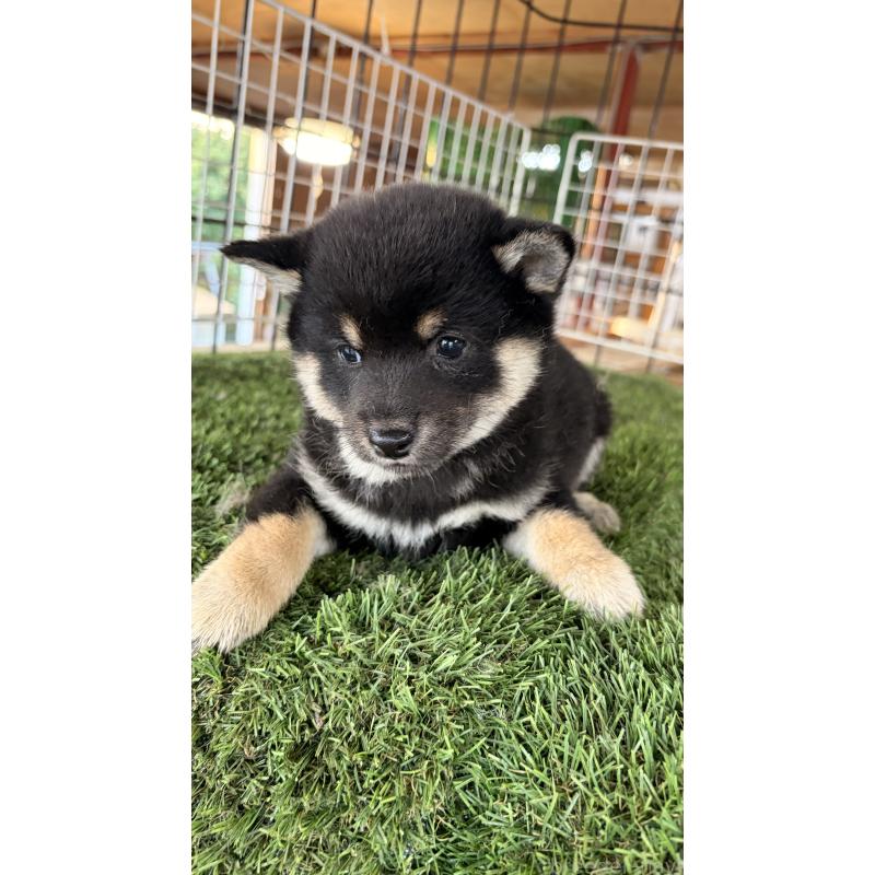 成約済の茨城県の豆柴-442984の4枚目