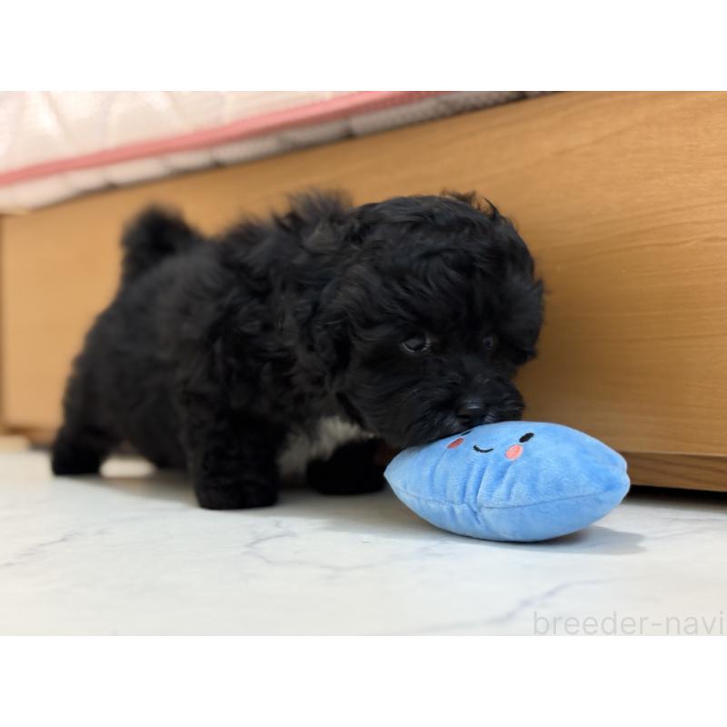 成約済の東京都のマルプー:マルチーズ×トイプードル-446092の4枚目