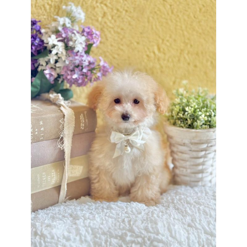 販売中の茨城県のタイニープードル-442818の10枚目