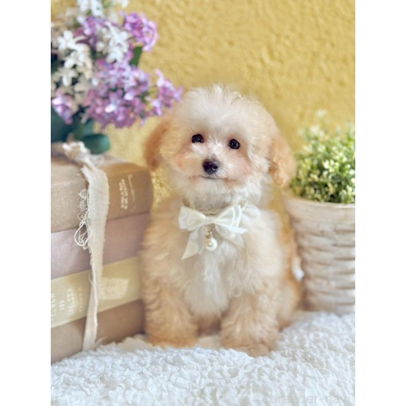 販売中の茨城県のタイニープードル-442818の8枚目