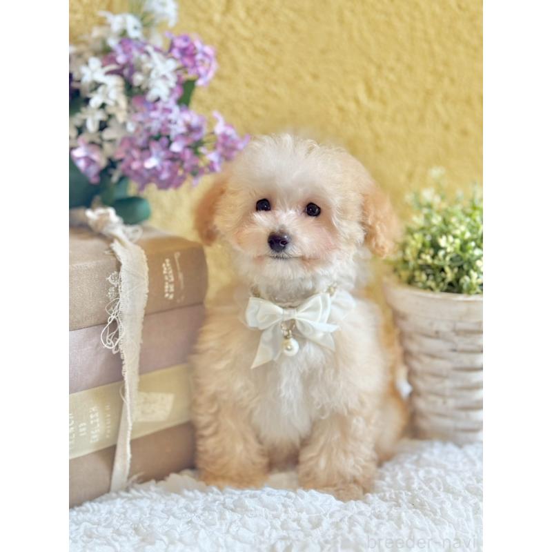 販売中の茨城県のタイニープードル-442818の7枚目