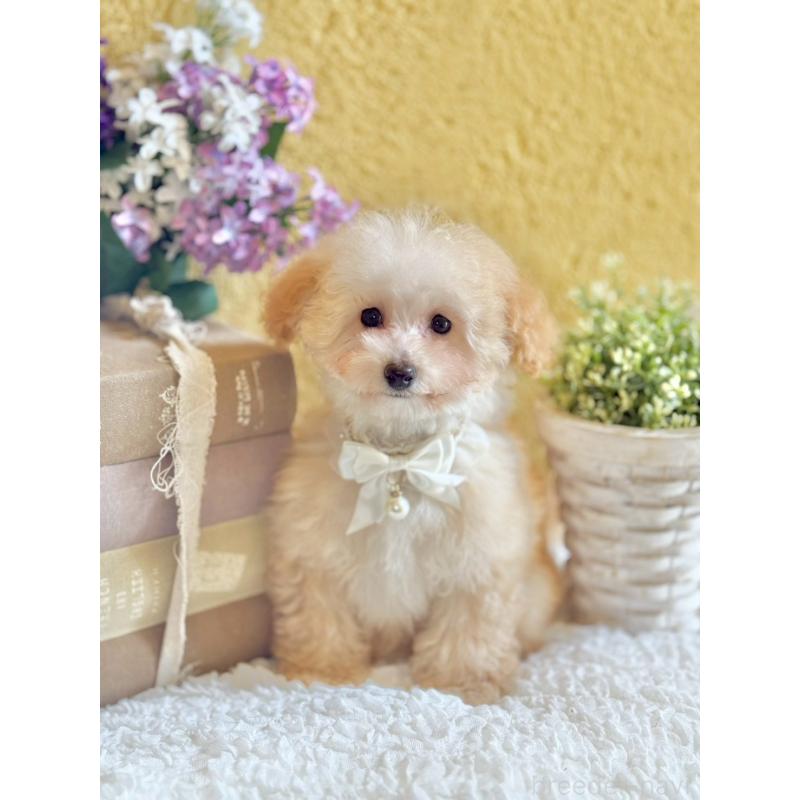 販売中の茨城県のタイニープードル-442818の6枚目