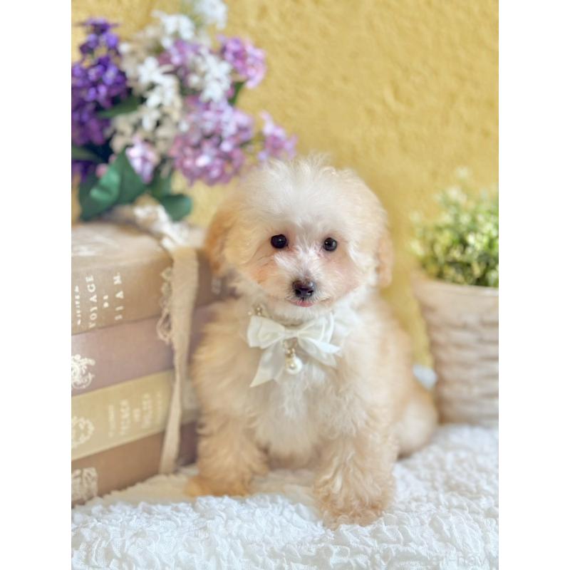 販売中の茨城県のタイニープードル-442818の4枚目