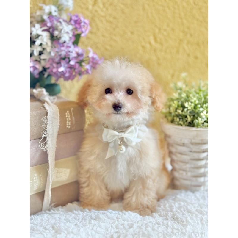 販売中の茨城県のタイニープードル-442818の3枚目