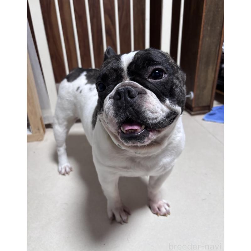 犬舎紹介の三重県の犬舎紹介-2724の2枚目