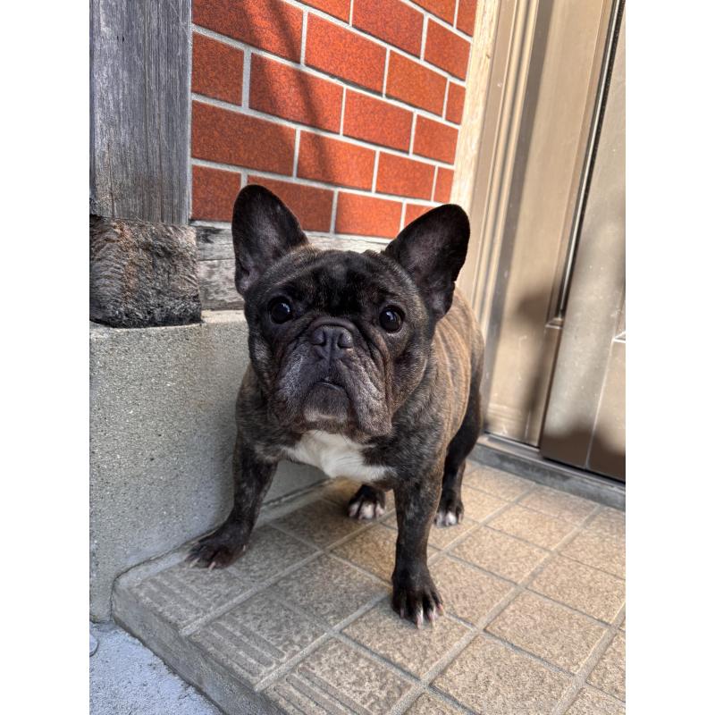 犬舎紹介の三重県の犬舎紹介-2724の3枚目