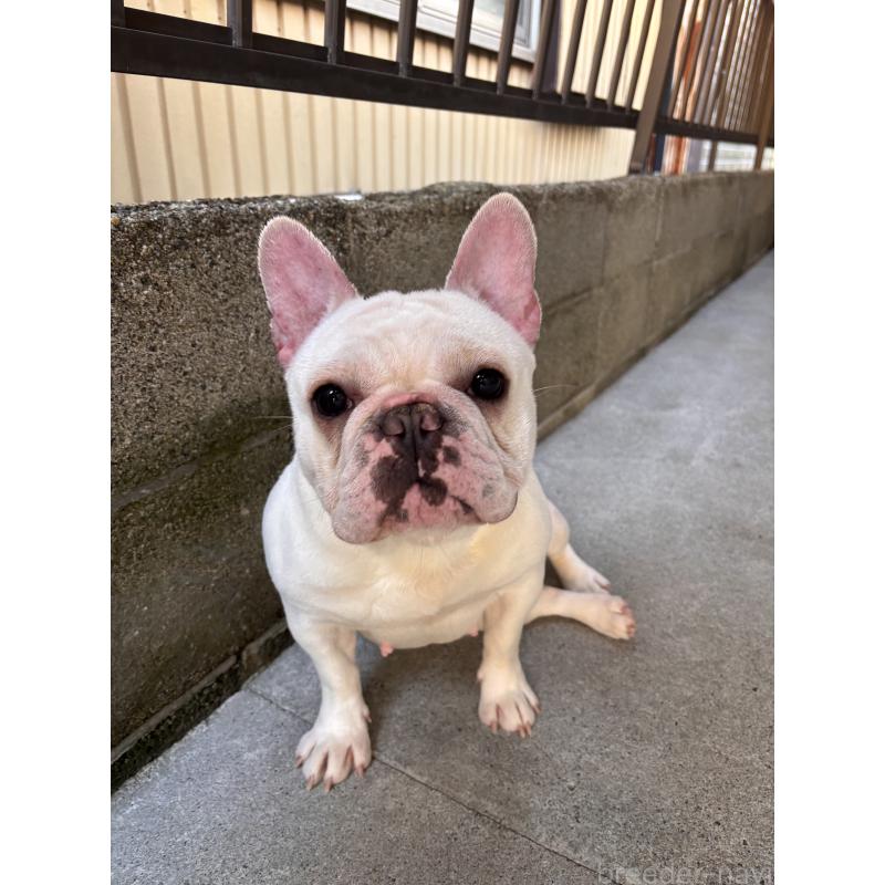 犬舎紹介の三重県の犬舎紹介-2724の4枚目