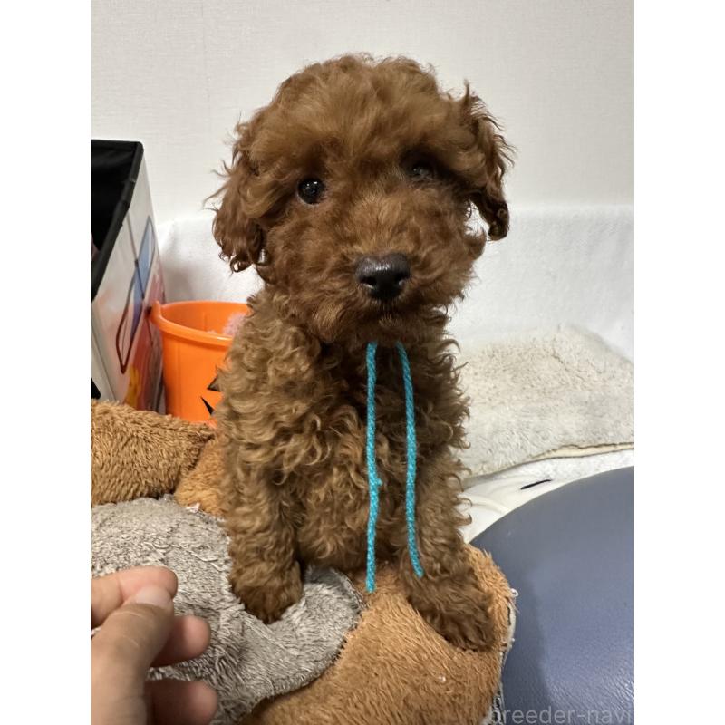 販売中の福岡県のトイプードル-441815の5枚目