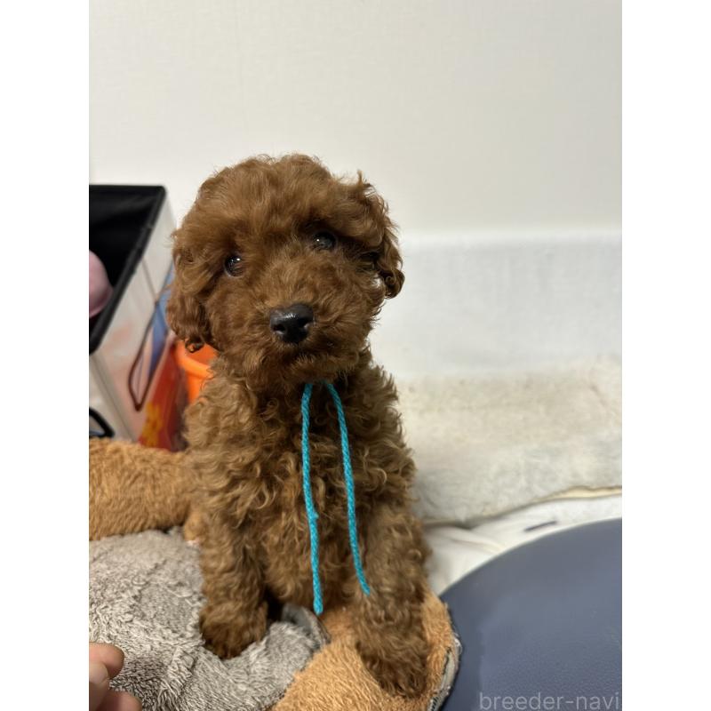 販売中の福岡県のトイプードル-441815の4枚目