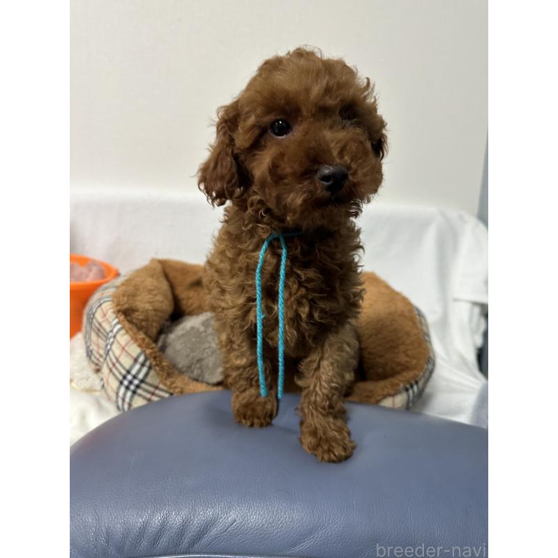 販売中の福岡県のトイプードル-441815の3枚目