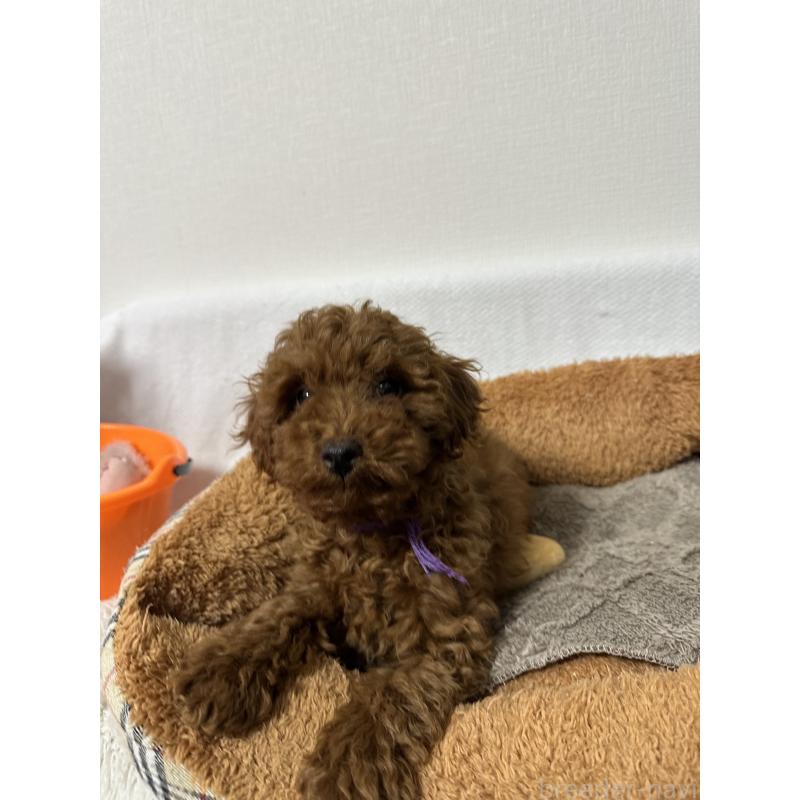 販売中の福岡県のトイプードル-441814の6枚目