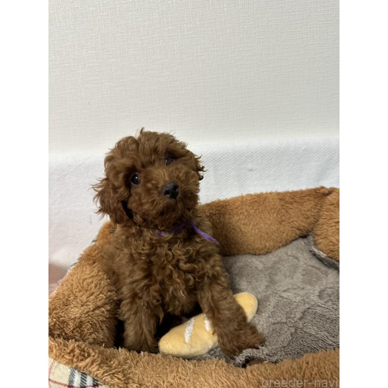 販売中の福岡県のトイプードル-441814の5枚目