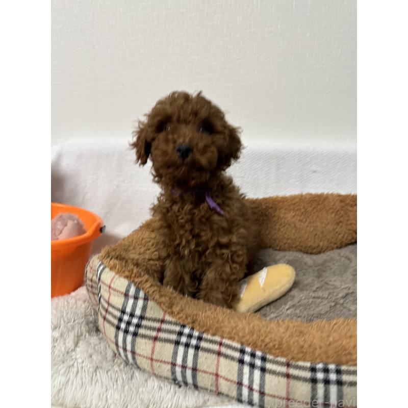 販売中の福岡県のトイプードル-441814の4枚目